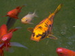 poissons rouge 4