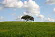 green hill with oak tree