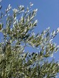 branches d'olivier