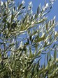 feuille et olive