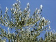 branches d'olivier