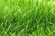Photo en ligne au meilleur prix herbe / gazon vert en gros plan