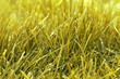herbe / gazon / foin jaune en gros plan