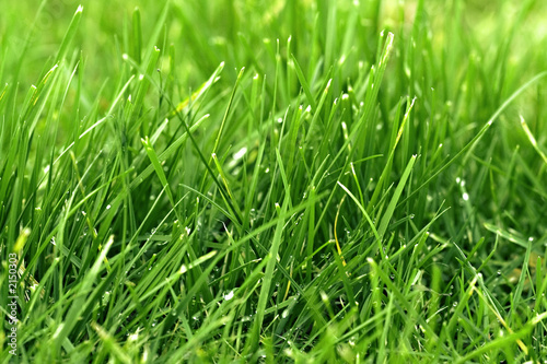 Photo: herbe / gazon vert en gros plan herbe / gazon vert en gros plan