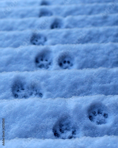 Photo: paw prints paw prints