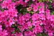 group of pink flowers