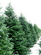 snowy trees snowy trees