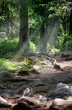 old forest