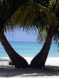 twin coconuts