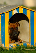 le chien dans sa niche le chien dans sa niche