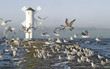 seagull