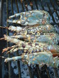 langoustes  grillées