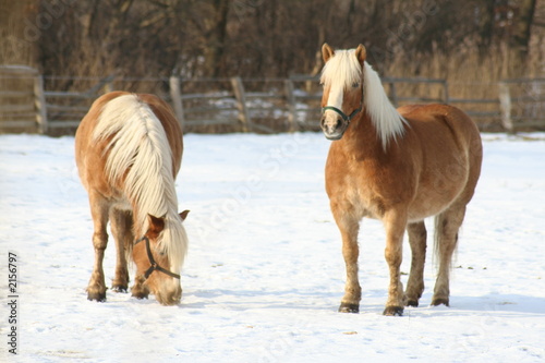 Photo: pferde im schnee pferde im schnee