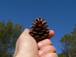 Foto: pomme de pin pomme de pin