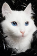Photo: cat 7 cat 7