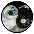 yin-yang 6
