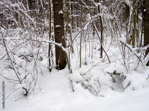 Photo: bushes in a snow bushes in a snow