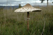 Photo en ligne au meilleur prix champignon