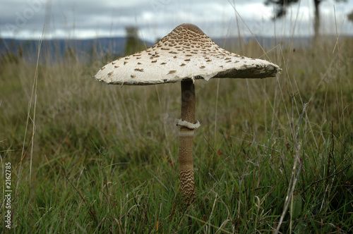 champignon