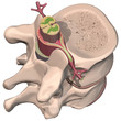 Illustration: spinal chord spinal chord