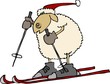 downhill sheep