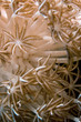 anemone, soft coral