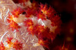 soft coral close-up indonesia sulawesi