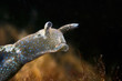 nudibranche angry look