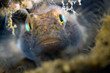 small fish head oosterschelde netherlands