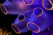 soft coral close-up indonesia sulawesi