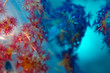 soft coral close-up indonesia sulawesi