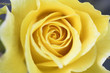 rose rose