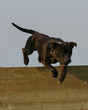 saut de staffie