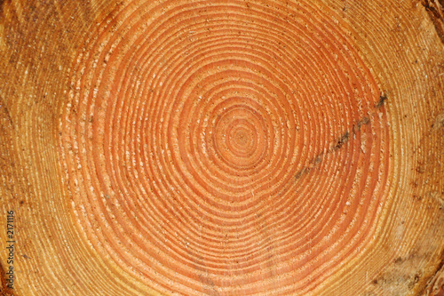 wachstumsringe - jahresringe