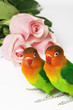 lovebirds and pink roses lovebirds and pink roses