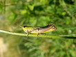 grasshopper