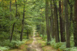 foret
