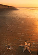 starfish and sunset