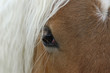 Photo en ligne au meilleur prix cheval