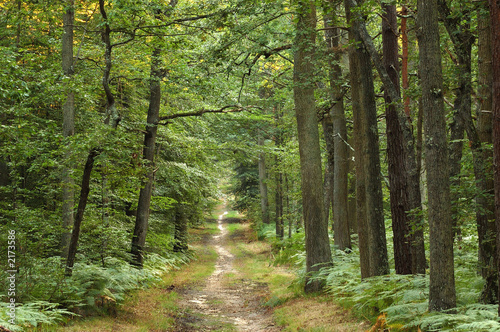 Photo : foret foret
