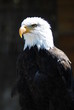 aigle pecheur