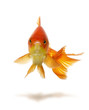 gold fish