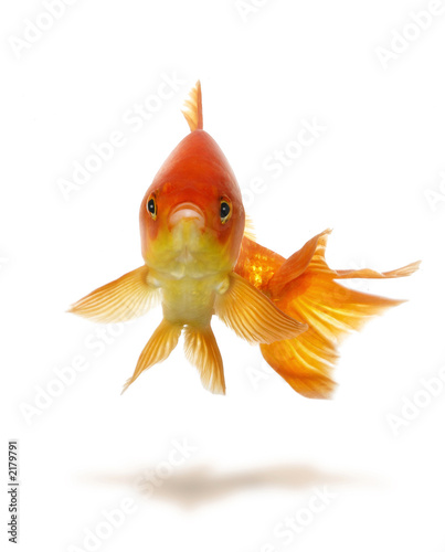 goldfish. gold fish