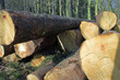 Foto: ernte im wald ernte im wald