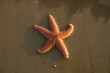 live starfish on beach
