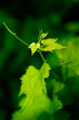 young grapevine young grapevine