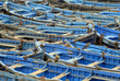 blue boats