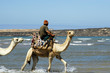 camel