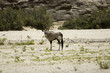 oryx - gazelle