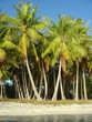 plage fakarava